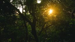 Sun shining through trees in woodland