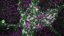 Neurons