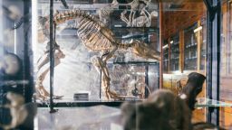 Animal skeleton at the Alfred Denny museum