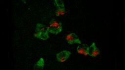 How superbugs hide from their host