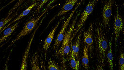 mitochondria in skin cells