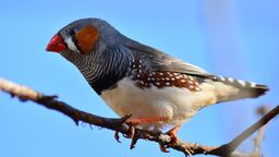 Zebra Finch on a tree branch