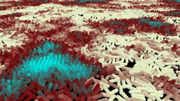 Computer simulation showing bacteria moving and colliding