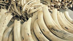 Photo of Ivory tusks