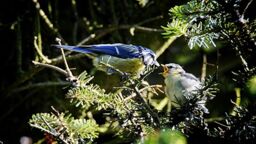 Feeding blue tits