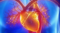 Heart
