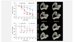 Percentage change, from 14 weeks baseline, in trabecular bone volume fraction