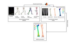 Musculoskeletal and finite element models describing forces in femur while walking