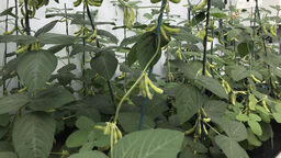 news - beans