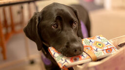A picture of Ethan, the dog