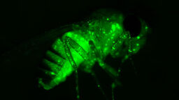 Fruit fly