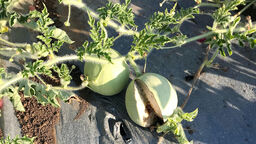 A picture of two Kordofan melons growing on the vine.