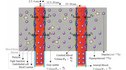 Figure: Illustration of BBB, cerebral blood volume for gray matter, gray matter volume, arterial blood volume and transfer of xenon across the barrier