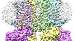 Cryo EM model of cytochrome b6f