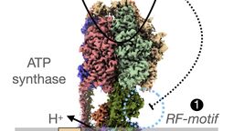 ATP synthase regulation
