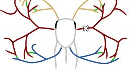 Image used as the cover art for the Annals of Biomedical Engineering 2022 edition