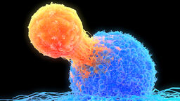 Representation of a cancer cell attaching to a healthy cell