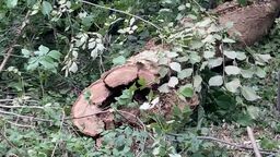 tree trunk lying on ground showing a lot of decay with a lot of leaf folage