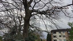 Tree trunk and branches without leaves.  3 storey building in the background to the right of the tree 