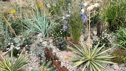 Some plants planted among rocks