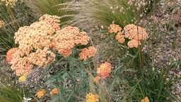 Orange flowers growing on a plant in rocky soil