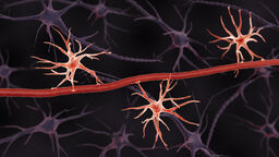 image of astrocytes under microscope