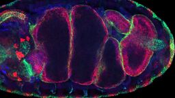 Microscopic image of cells