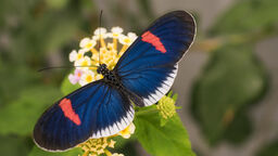 Heliconius erato cyrbia butterfly that has iridescent blue colour produced by scale nanostructures