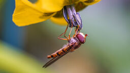 An image of a Marmalade Hoverfly hanging from a small bright yellow flower. The fly has a stripey yellow and black body and highlights of purple on the head.