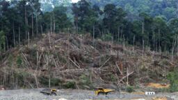 Deforestation in Borneo
