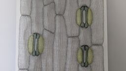 Image of a wire sculpture of stomata cells