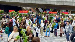 houseplant sale