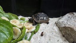 Picture of a Aldabra Giant Tortoise hatchling