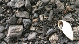 Image of Archaeological charcoal assemblage (not Durrington Walls) 
