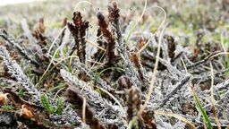 Cassiope tetragona killed by a rain-on-snow event. Photo: R Treharne.