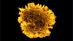 Image of an immune cell