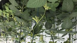 Image of soybean plants