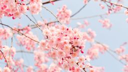 Cherry tree blossom