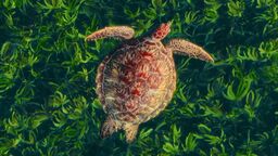 An overhead view of a sea turtle swimming over a dense, vibrant bed of green seagrass. The turtle's patterned shell shows shades of brown, amber, and reddish-orange.