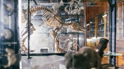 A few skeletons on display in the Alfred Denny Museum