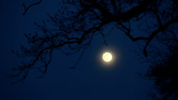 The moon in the night sky behind silhouetted tree branches