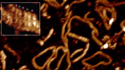Two DNA double helices locking together