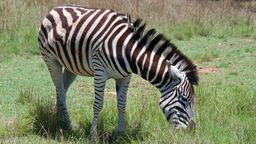 A zebra grazes in a back garden
