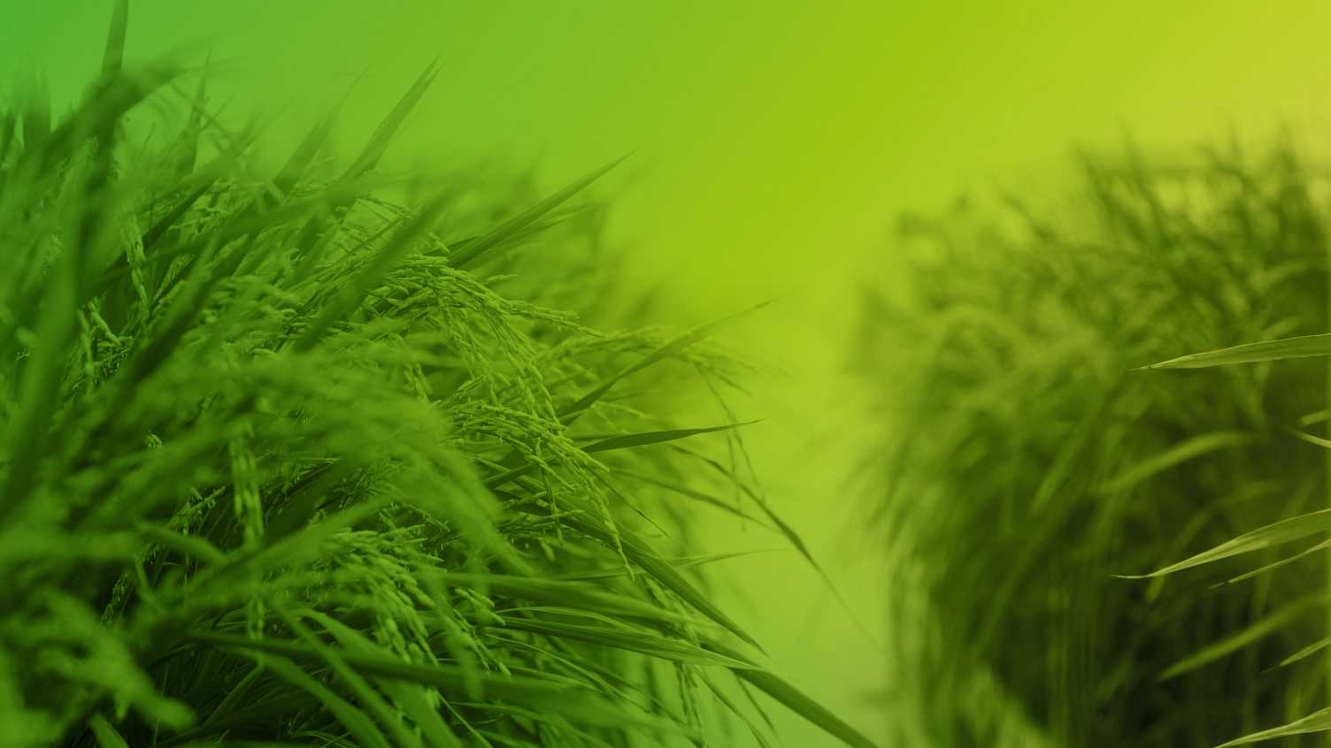 Thumbnail for Join our team of world-leading academics | Institute for Sustainable Food 