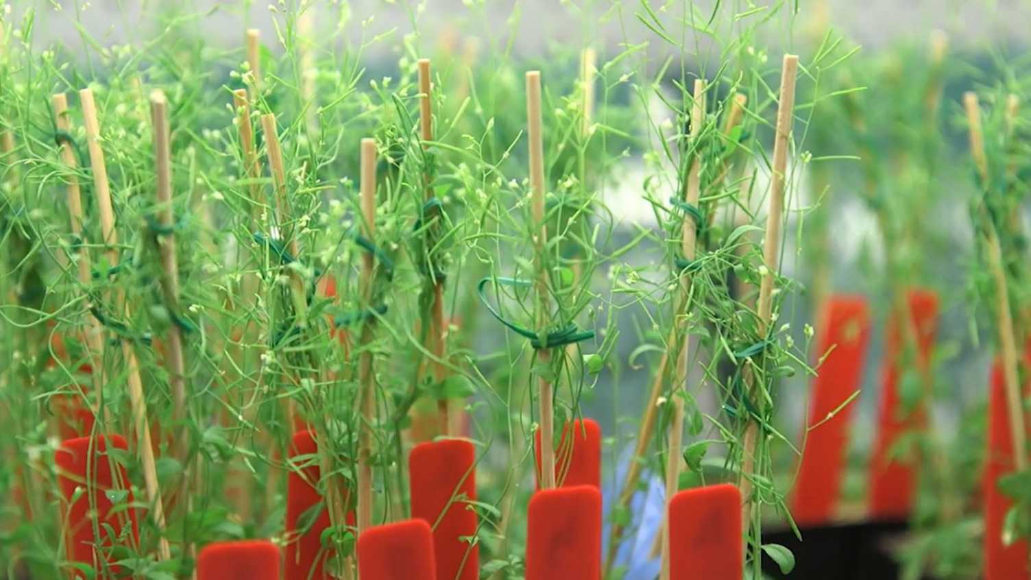 Thumbnail for Call for Abstract/Poster Submission | Institute for Sustainable Food 
