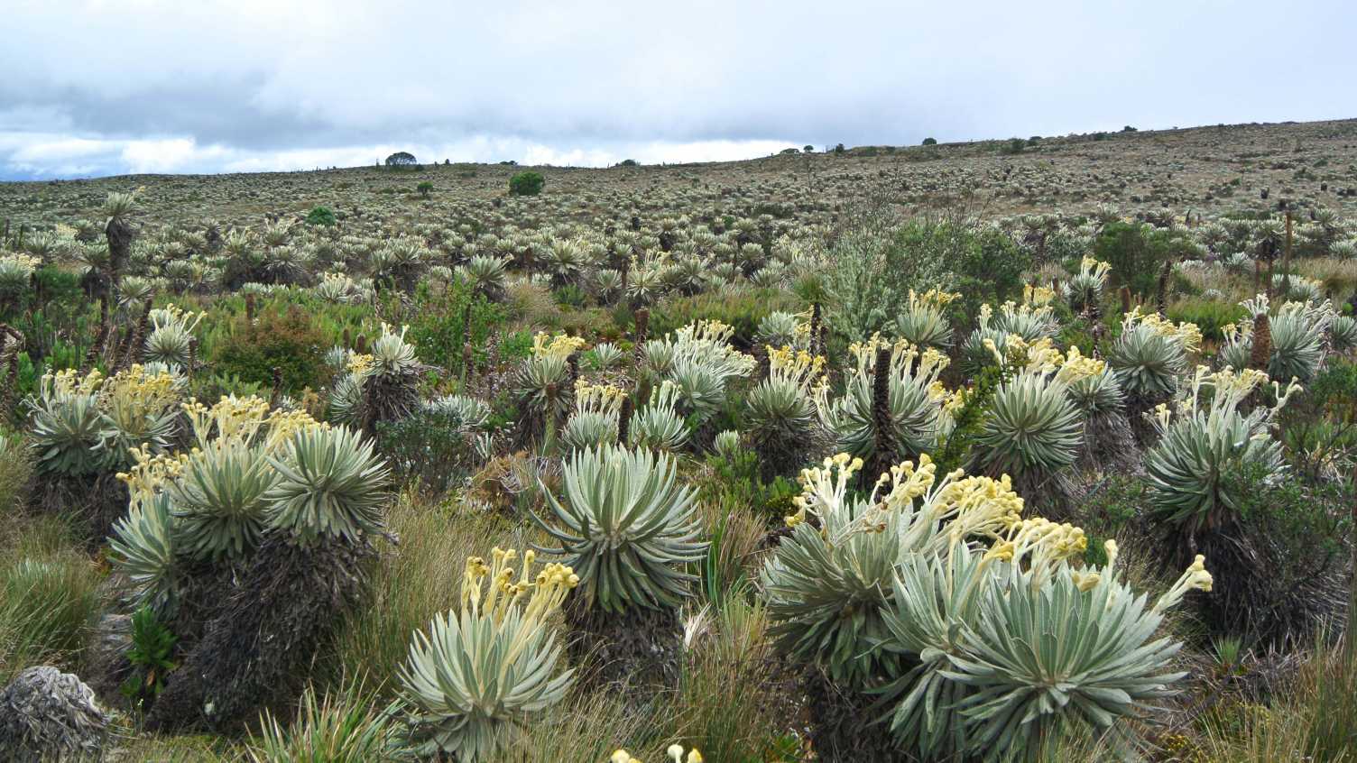 Thumbnail for PARAMO | Institute for Sustainable Food 