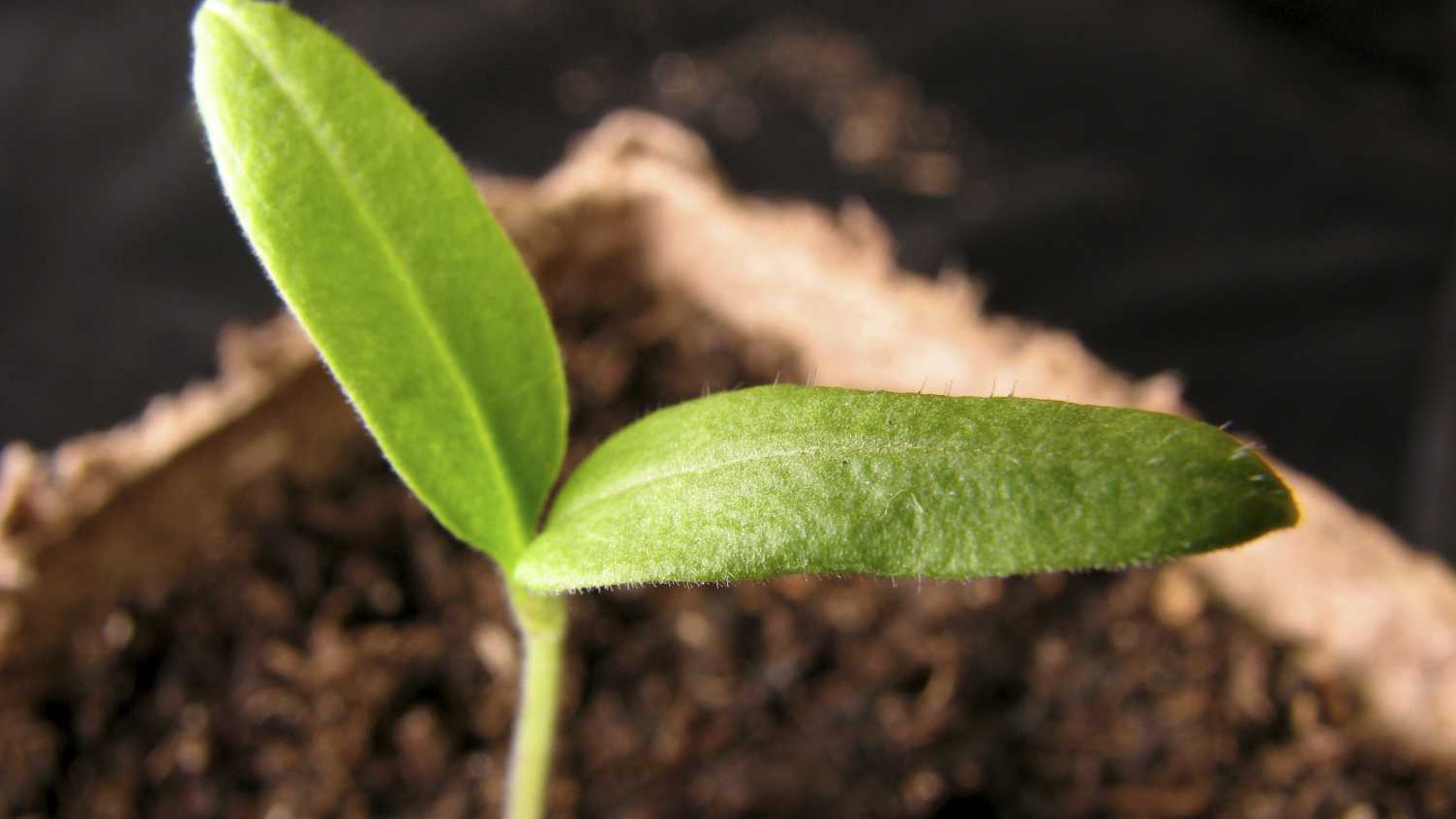 Thumbnail for The future of our food | Institute for Sustainable Food 