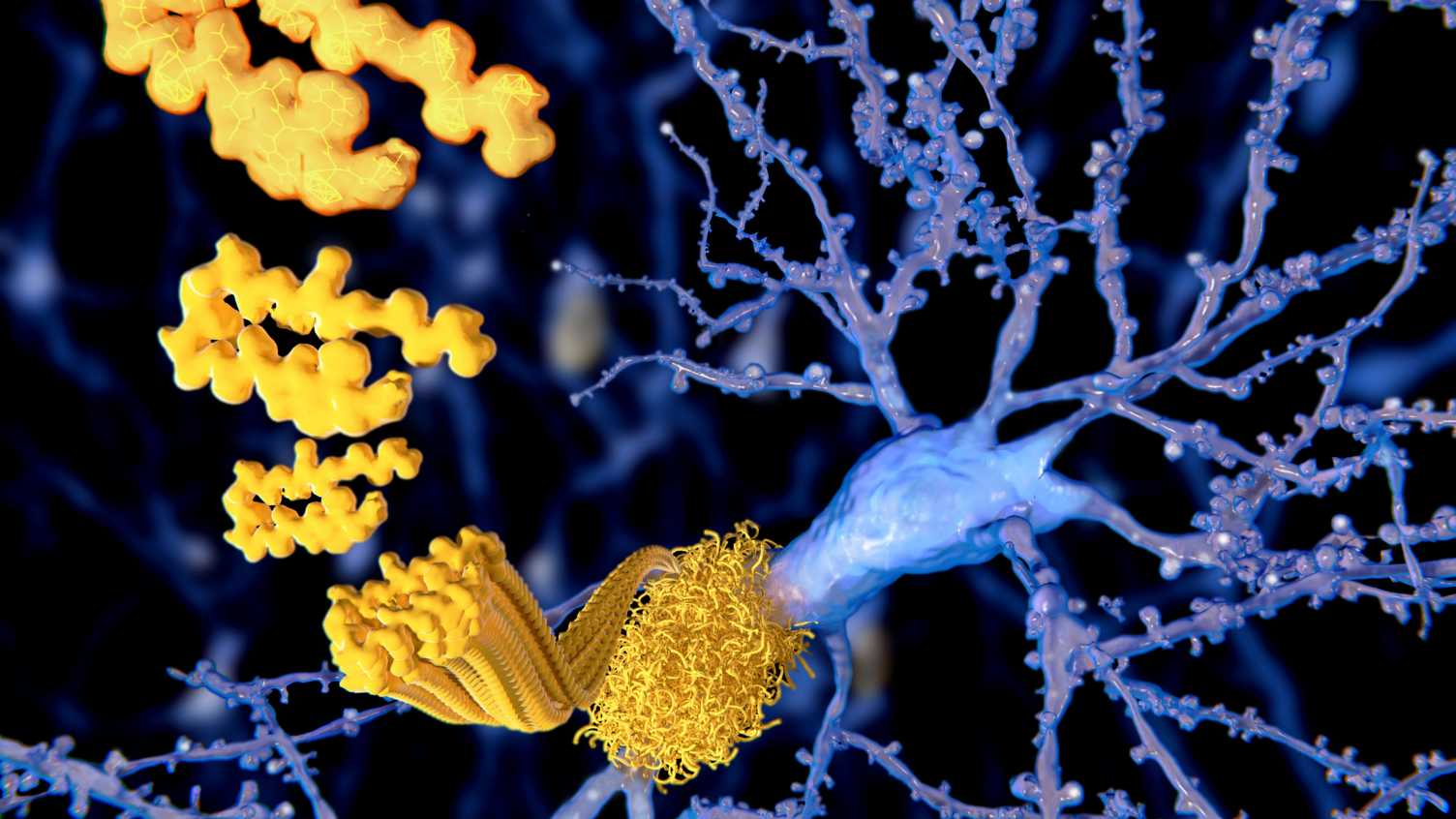 Thumbnail for Understanding ageing | Healthy Lifespan Institute 