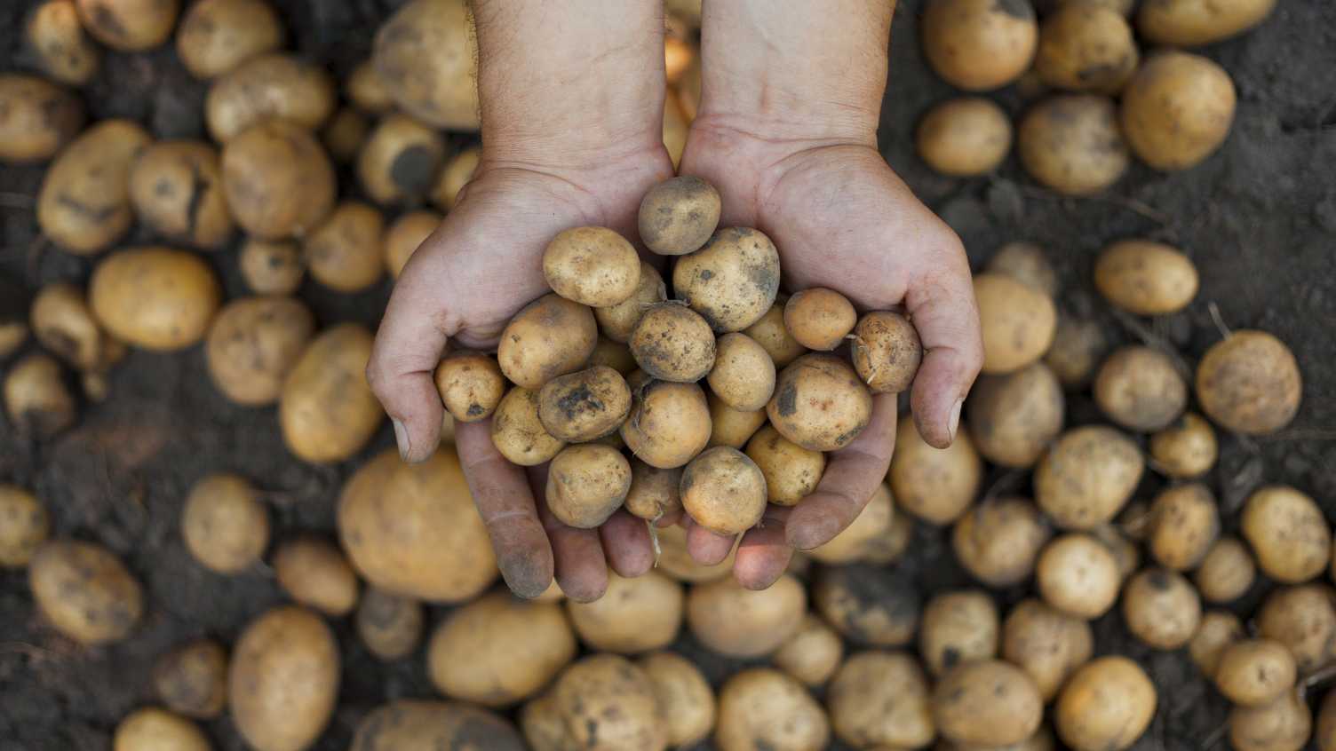 Thumbnail for Food and Drink | Sustainability 