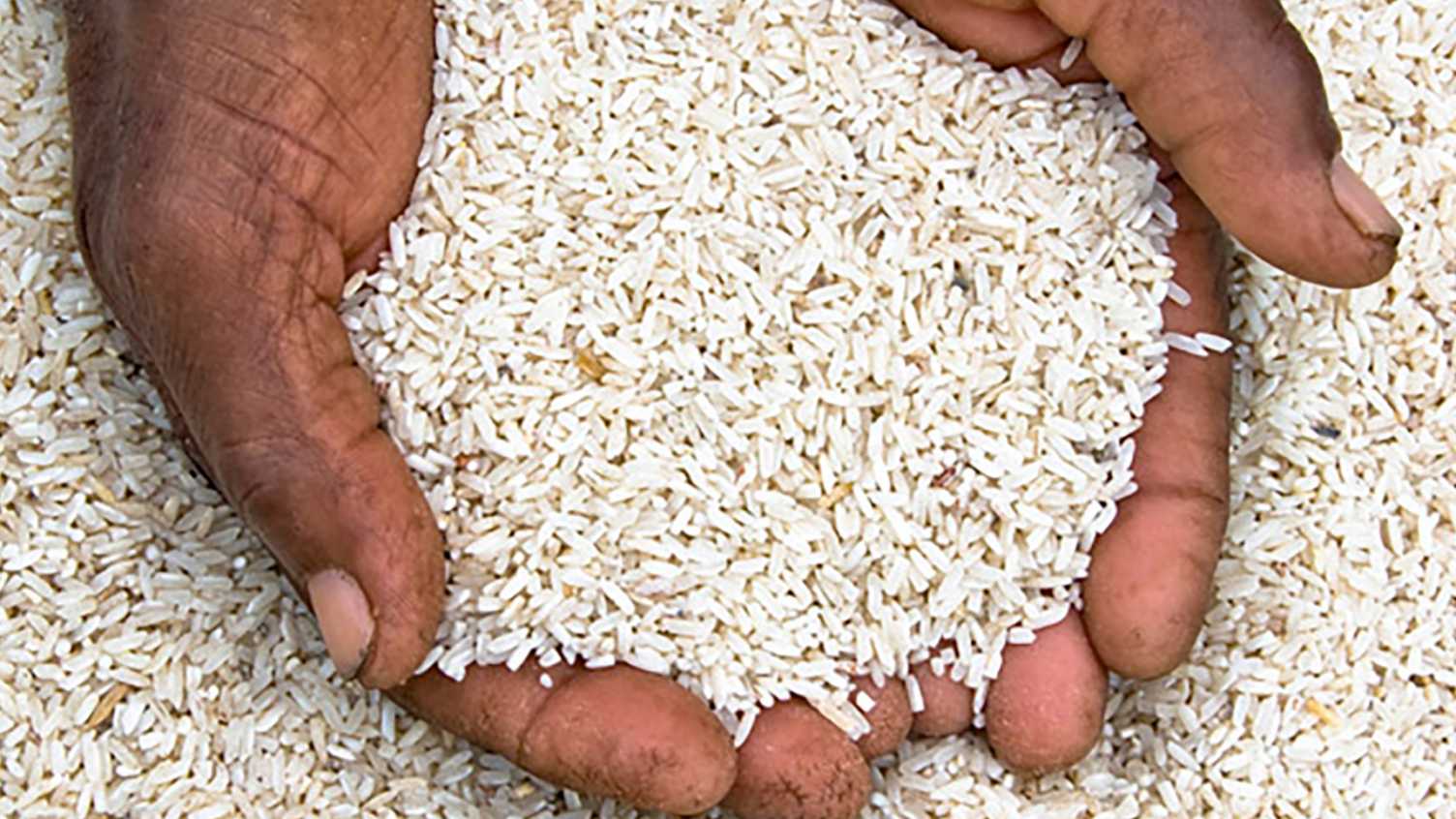 Thumbnail for Half of UK rice breaches limits on arsenic for children, warn scientists | Insti…